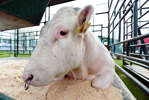 a charolais bull stands in a stall at a cow show