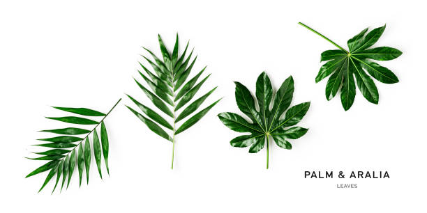 istock Green palm and aralia leaves collection 1291788138