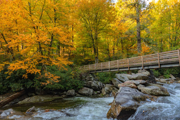 istock Bridge Disappears Into Bright Fall Colors 1291788223