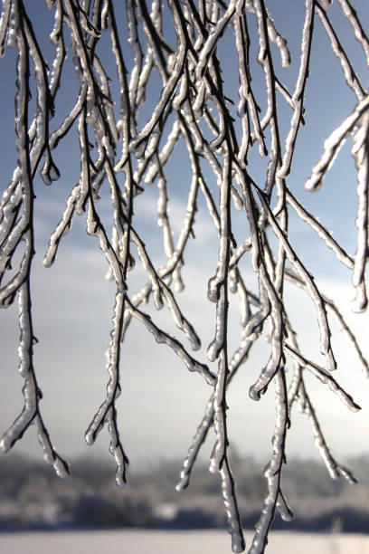 Beautiful branches of birch tree after icy rain on the white-blue background