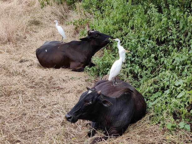 istock View of Black cow's with white Cattle egret bird's 1291788727