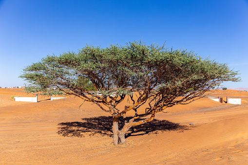 Single Acacia tree on a sandy desert in Al Madam buried ghost village in United Arab Emirates.
