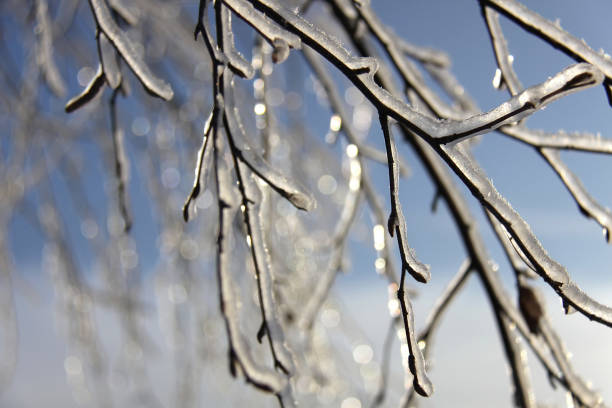 istock Birch branches after freezing rain shining in sunlight 1291790123