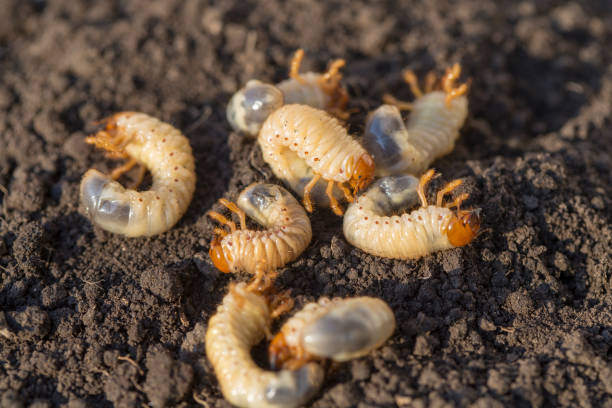 worm may-bug - larva foto e immagini stock