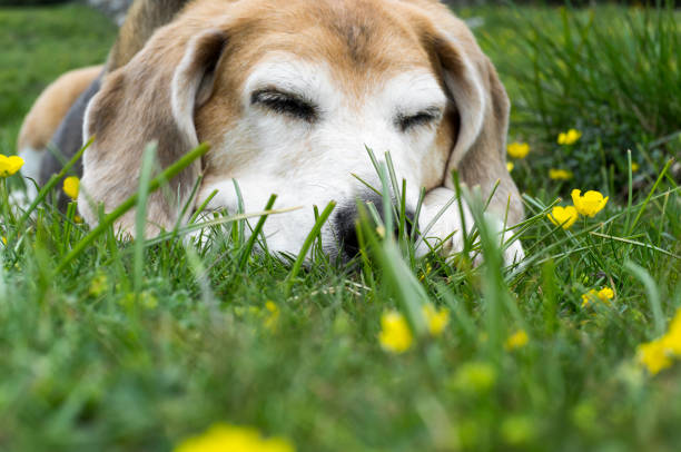 senior beagle dog sleeps lying on the grass after a long walk