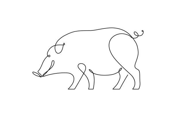ภาพประกอบสต็อกที่เกี่ยวกับ “หมู - boar meat”