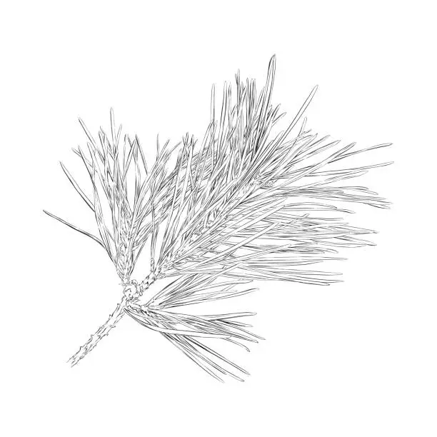 Vector illustration of Red Pine Branch Drawing. Vector EPS10 Illustration