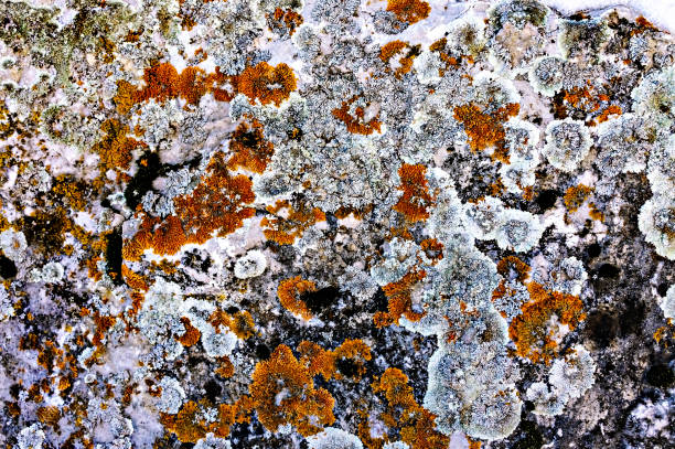 istock surface of the stone is covered with multi-colored lichens and moss. Natural abstract textural background with copy space, beauty in nature 1291795874