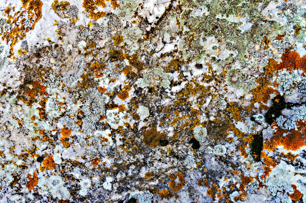 istock surface of the stone is covered with multi-colored lichens and moss. Natural abstract textural background with copy space, beauty in nature 1291795876