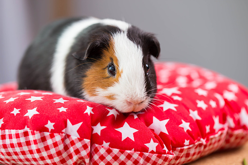 Portrait of cute guinea pig