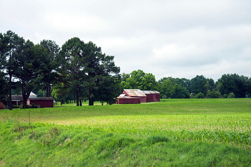 Agricultural scene in rural TN with farm outbuildings.