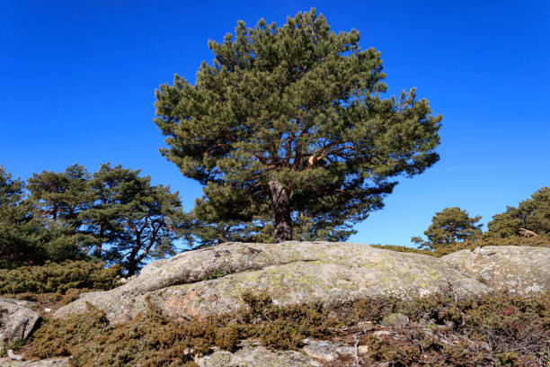 istock Single pine tree sticking out between the rocks in the Navacerrada mountain in Madrid 1291797675