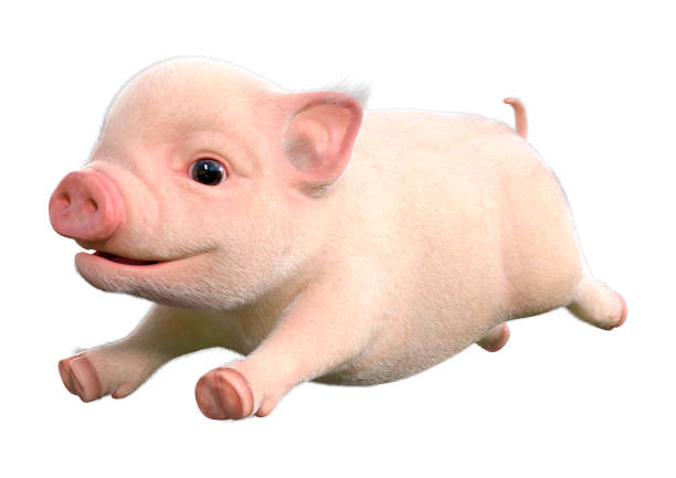 istock 3D illustration pink piglet on white 1291799404
