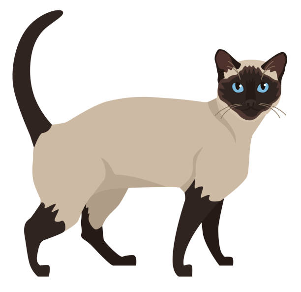 kuvapankkikuvitukset aiheesta siamilainen kissa, jolla on siniset silmät litteä vektorikuva eristetty esine - siamese cat