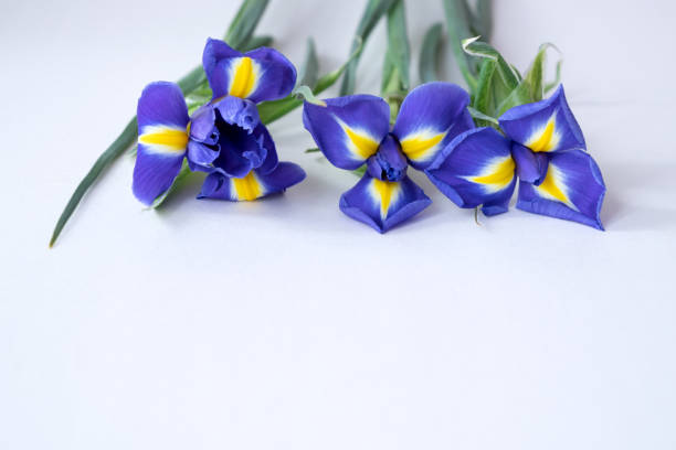 istock Blooming blue iris flowers on white. Spring flowers 1291801184