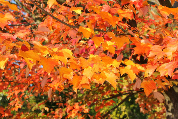 istock Colourful autumn foliage from a maple tree 1291802316