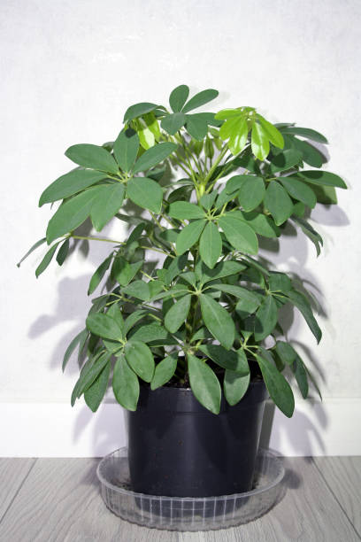 istock Schefflera with new young leaves. Houseplant background. 1291802482