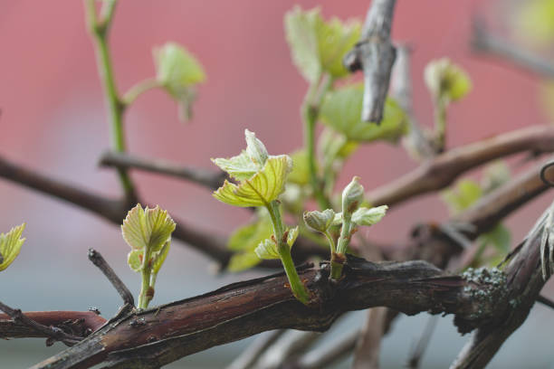 istock Young leaves on the vine. 1291802928