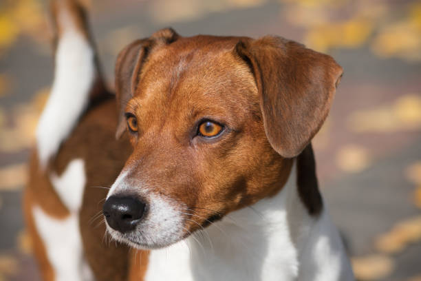 istock Jack Russell Terrier looks into the distance, close-up. 1291804411