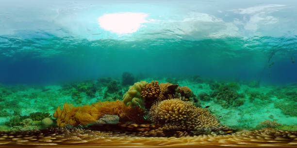istock Coral reef with fish underwater. Philippines. Virtual Reality 360 1291804947
