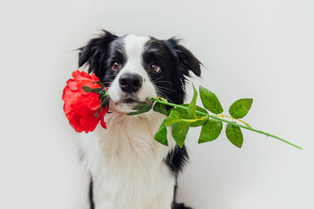 valentinstag-konzept. lustige porträt niedlichwelpen hund border collie halten rote rose blume im mund isoliert auf weißem hintergrund. schöne hund verliebt am valentinstag gibt geschenk - dogrose stock-fotos und bilder