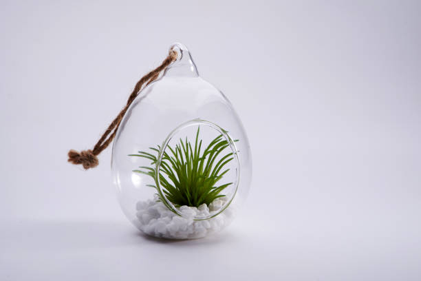 istock artificial cactus succulent plant for decoration 1291806459