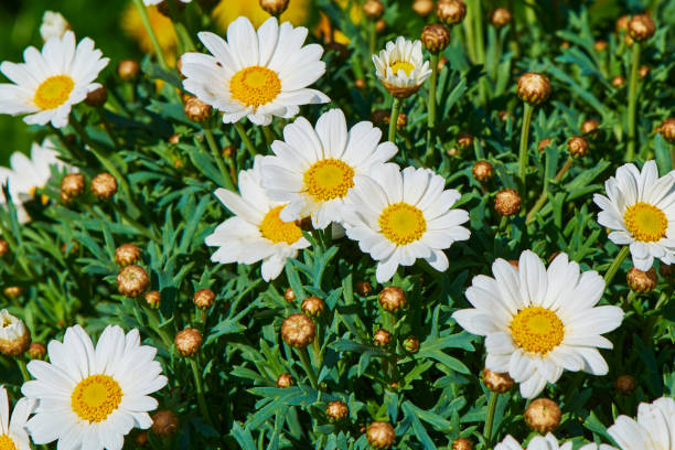 istock Scene in the garden with flower. 1291806475