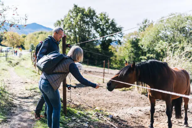 They feed horse through fence, mountain range in the distance