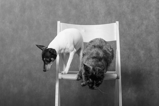 Maine coon cat and small dog american toy fox terrier dog scared and run away, jump down from chair, monochrome horisontal photo, indoors in studio