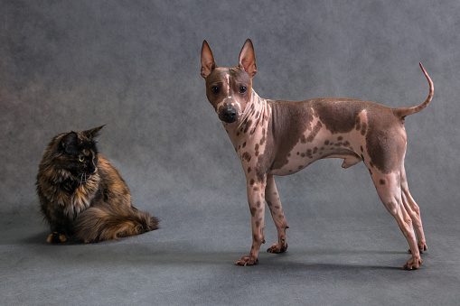 American spotted hairless terrier standing dog surprised at meeting unexpected sitting tortoiseshell maine coon cat, in studio indoors on grey background, horisontal photo