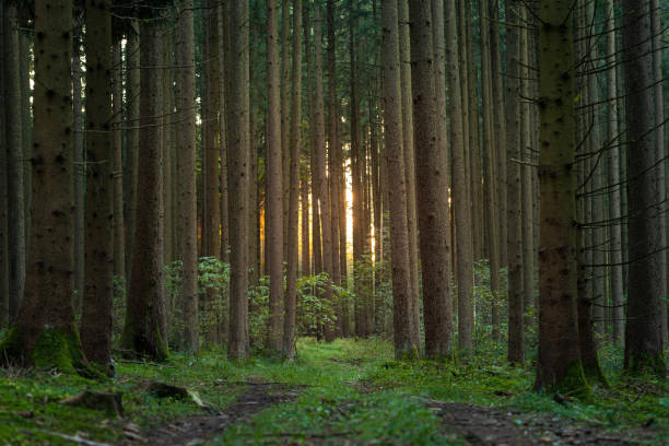 istock Beautiful forest in sunlight in summer 1291808050
