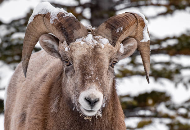 istock Bighorn Sheep in Canada 1291808258