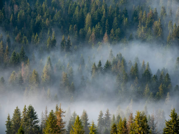 Pine forest in the morning.