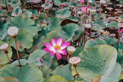 Lotus flowers with seed pods floating in the pond of the Pura Taman Saraswati temple in Ubud, Bali.