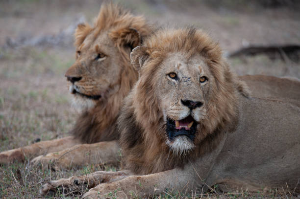 istock 2 Male Lions in the Wild 1291809646