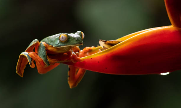 istock Red-eyed Tree Frog in Costa Rica 1291809667