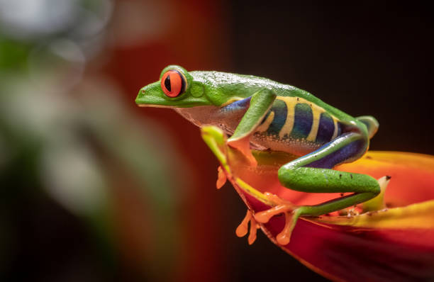 istock Red-eyed Tree Frog in Costa Rica 1291809682