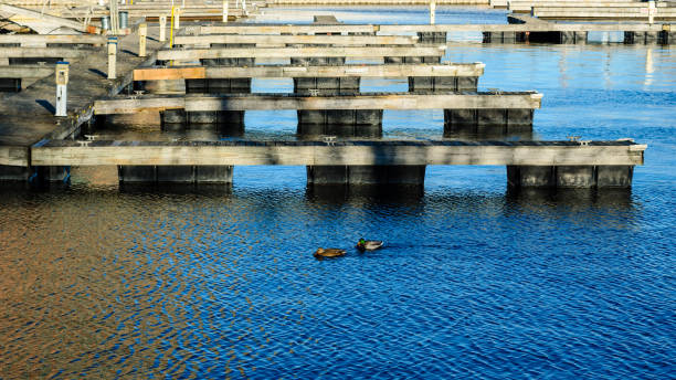 istock Two Mallard ducks and a rows of empty boat slips in a harbor during early evening sun 1291809947