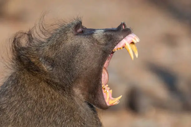 A Chacma Baboon male yawning and showing off his teeth on a safari in South Africa