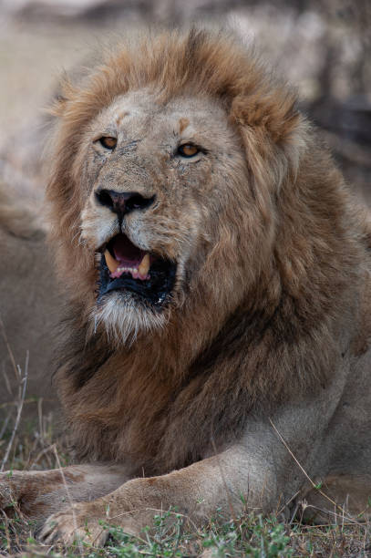 istock Male lion in the Wild 1291810613