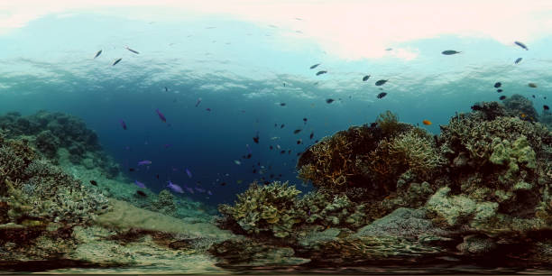istock Coral reef and tropical fish underwater. Philippines. Virtual Reality 360 1291810618
