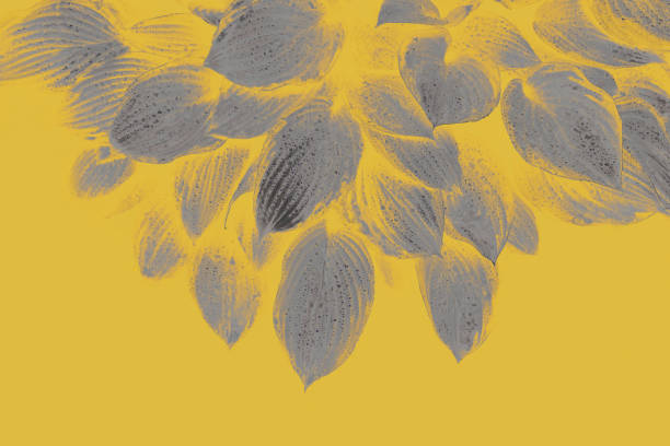 White flowers of variegated hosta close-up, selective focus.