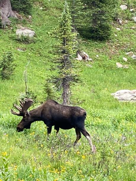 istock Moose in the forest eating grass 1291811925