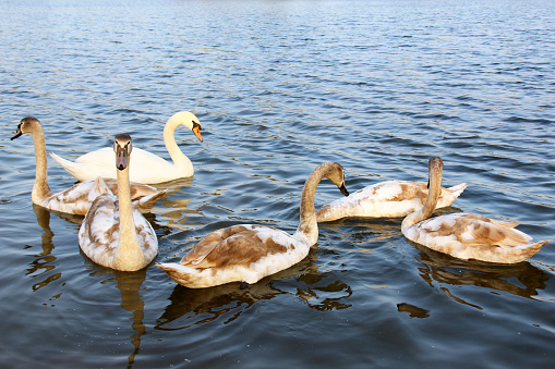 Swans. Beautiful swans on the water. Beautiful bird. Floating bird