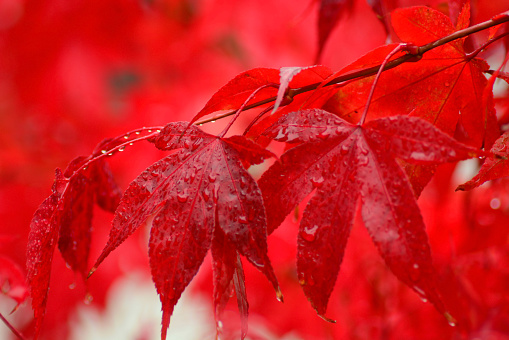 Acer palmatum 'Osakazuki turned from green leafs in summer till vibrant red in Autumn.
