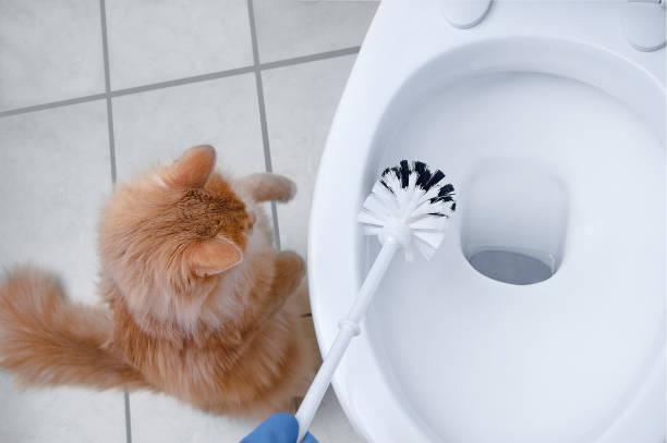 istock hand in a protective glove is brushing a toilet bowl next to a ginger cat. 1291814503