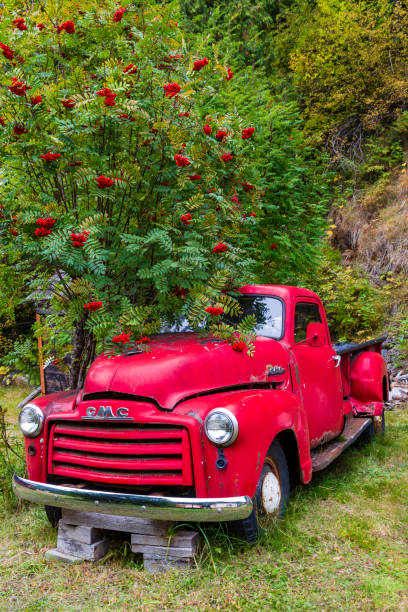 October 04, 2020 - Sandon, British Columbia, Canada: An old abandoned GMC pick up truck in the ghost town of Sandon, British Columbia, Canada. Sandon is a near ghost town located in the foothills of the Selkirk Mountains in the Regional District of Central Kootenay, British Columbia. Once the unofficial capital of the 
