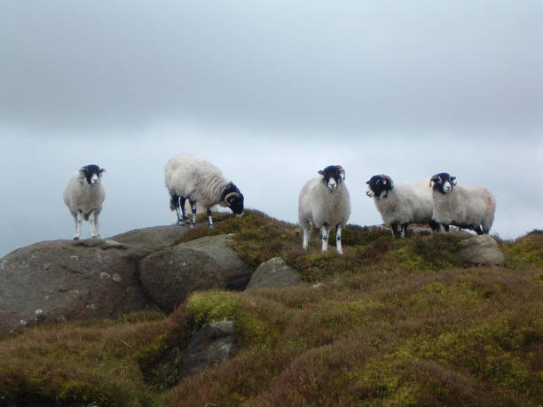 istock Swaledale Sheep on Rhylstone Ridge 1291815575