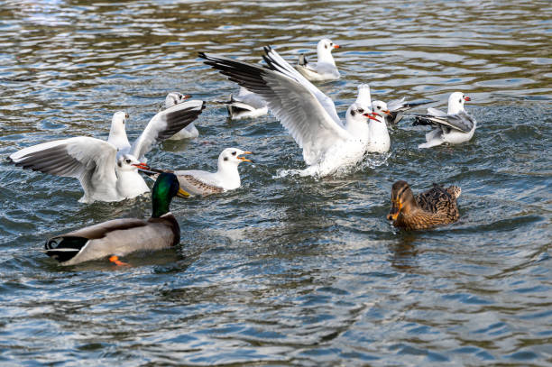 istock Black headed gulls in winter plumage, Chroicocephalus ridibundus 1291816485