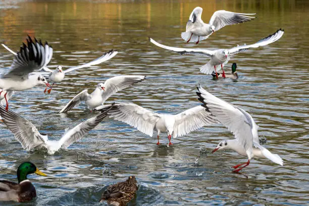 Photo of Black headed gulls in winter plumage, Chroicocephalus ridibundus